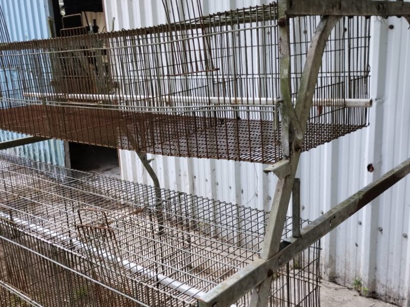 Jaula Recria SCHMIDT