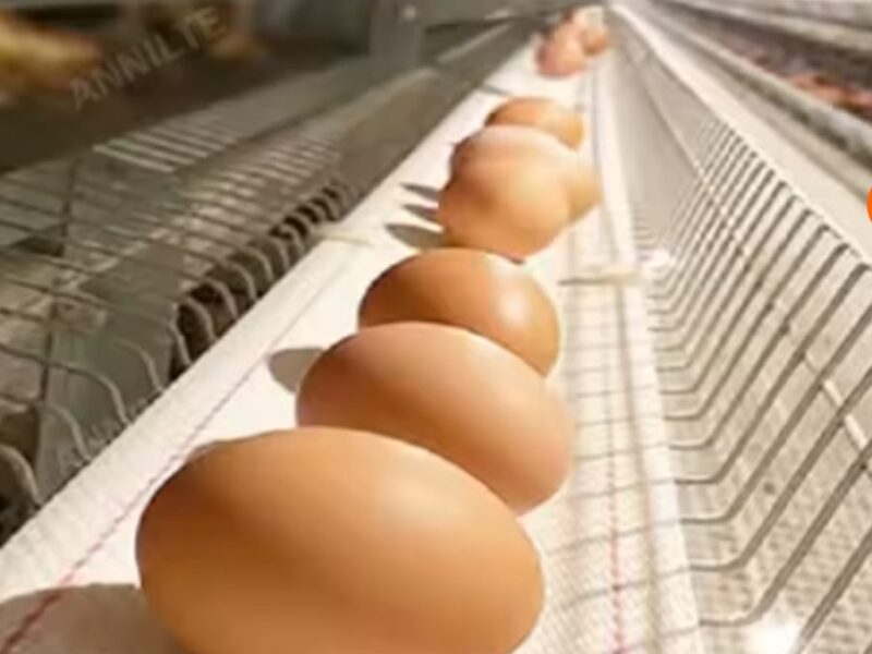 Cinta recoleccion huevos