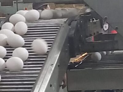 Clasificadora de huevos