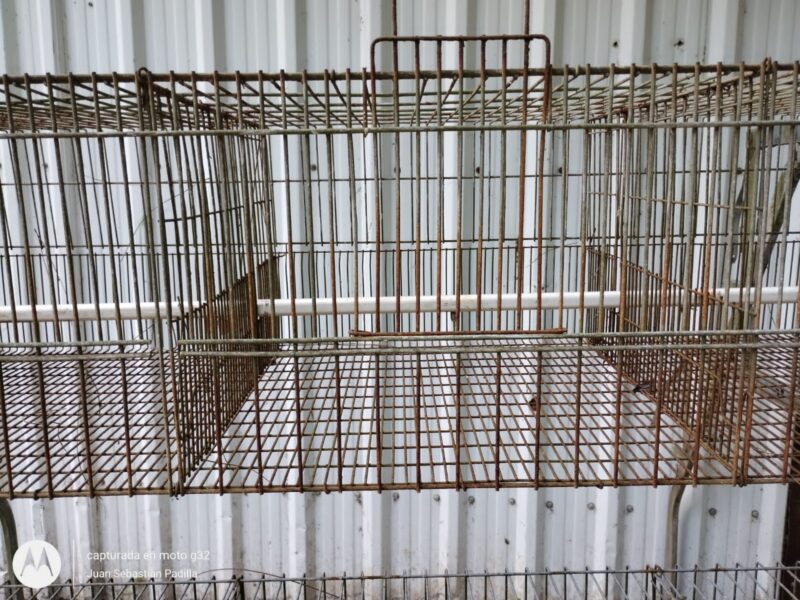 Jaula Recria SCHMIDT