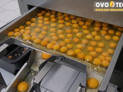 Procesamiento de huevo