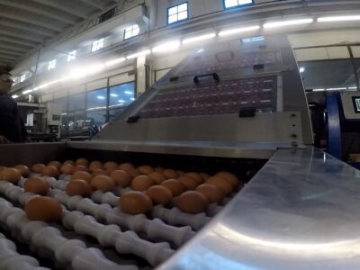 Clasificadora de huevos