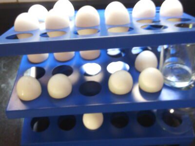 Clasificadora de huevos