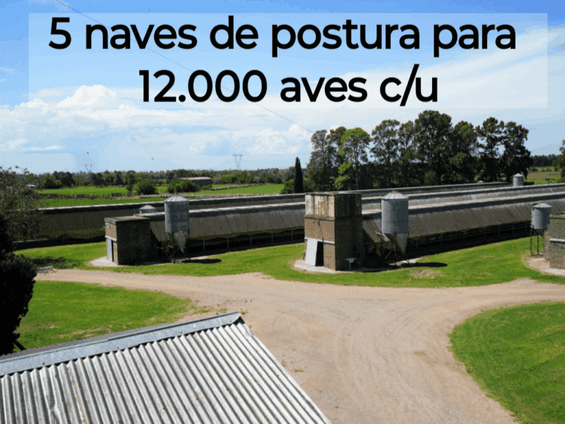 Hermosa granja de postura