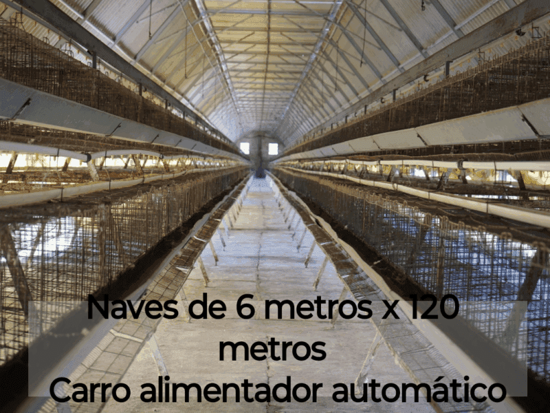 Hermosa granja de postura