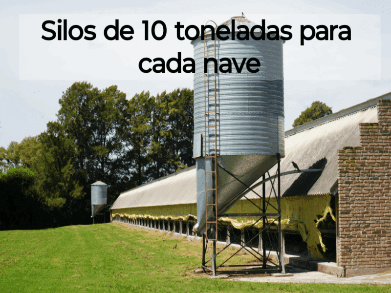 Hermosa granja de postura