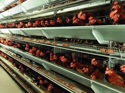 Baterias de postura Facco