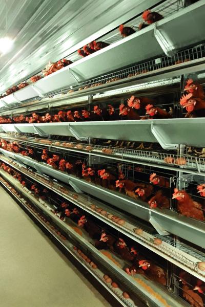 Baterias de postura Facco