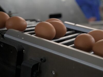 Clasificadora de huevos