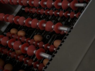 Clasificadora de huevos