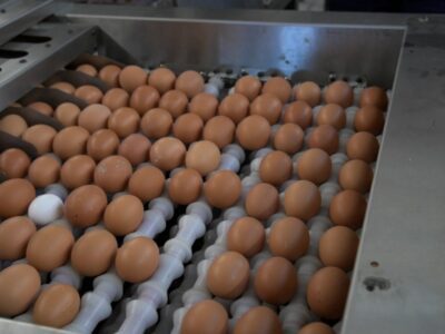 Clasificadora de huevos