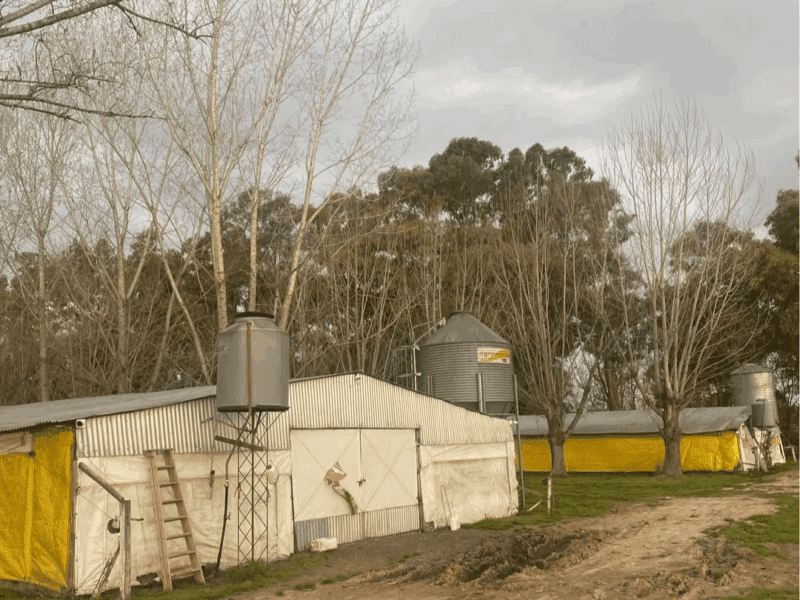GRANJA AVÍCOLA DE POLLOS