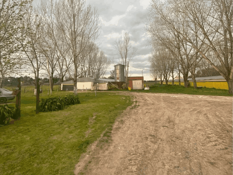 GRANJA AVÍCOLA DE POLLOS