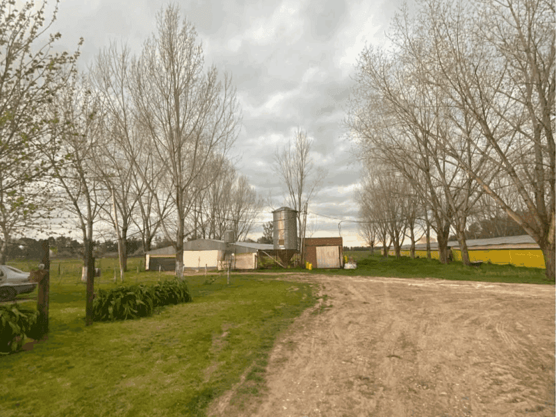 GRANJA AVÍCOLA DE POLLOS