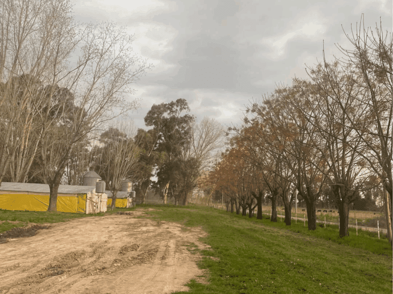 GRANJA AVÍCOLA DE POLLOS