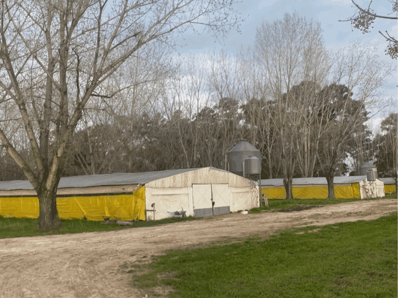 GRANJA AVÍCOLA DE POLLOS