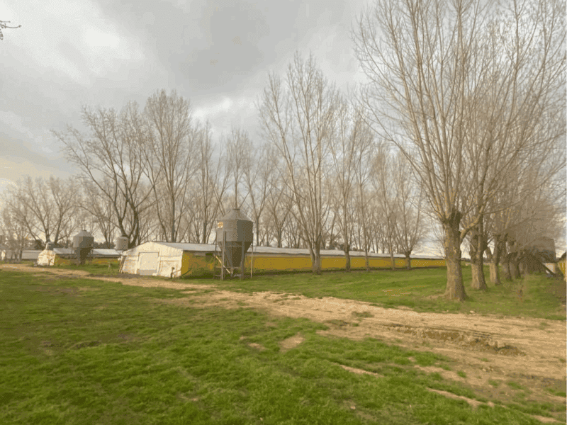 GRANJA AVÍCOLA DE POLLOS
