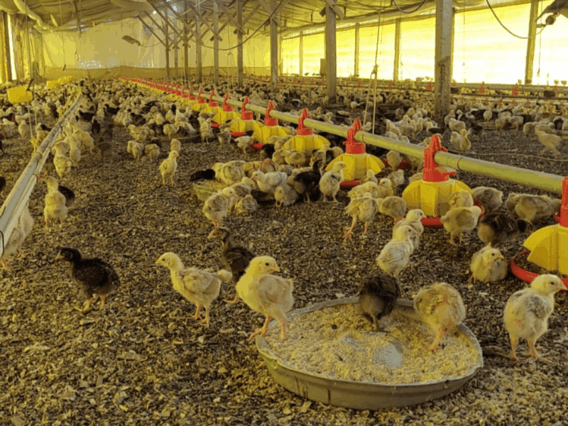 GRANJA AVÍCOLA DE POLLOS