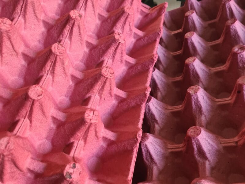 Maples carton para huevo