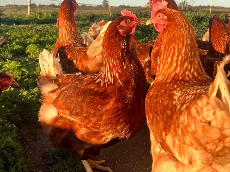 Gallinas ponedoras