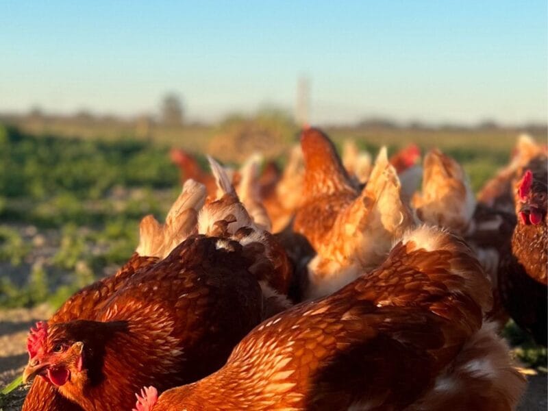 Gallinas ponedoras
