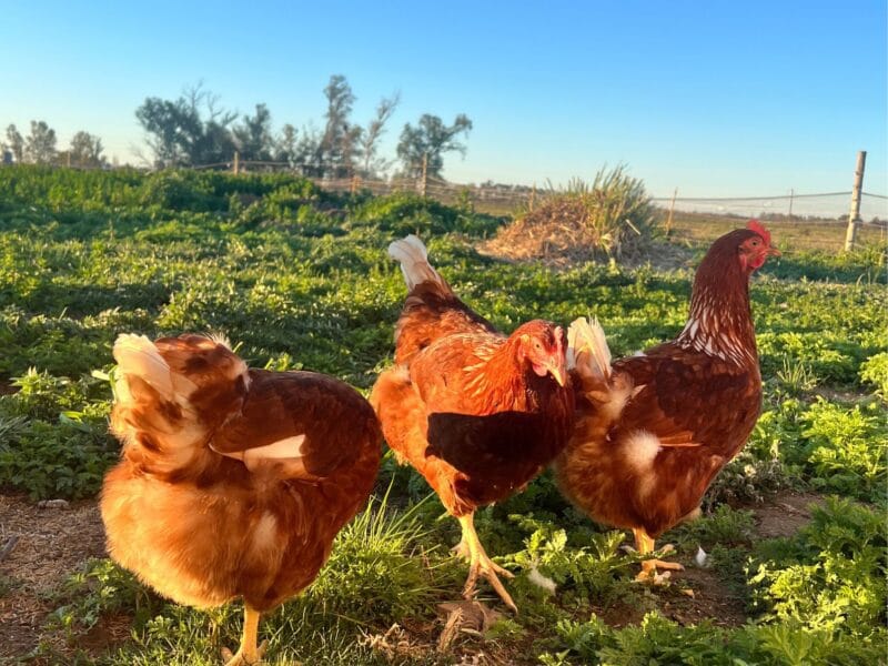 Gallinas ponedoras