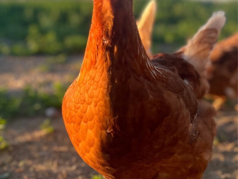 Gallinas ponedoras