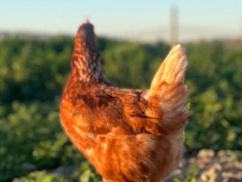 Gallinas ponedoras