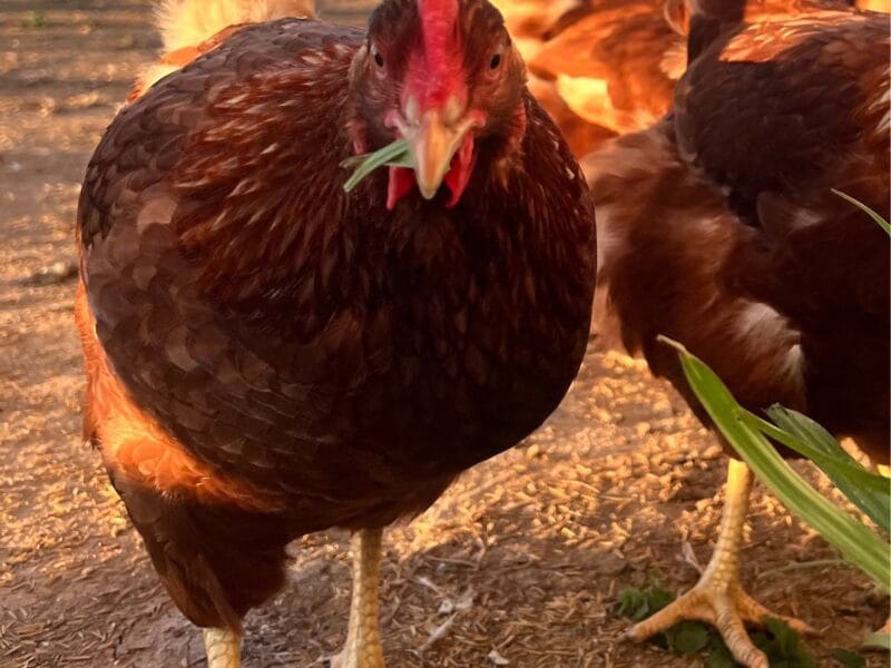 Gallinas ponedoras