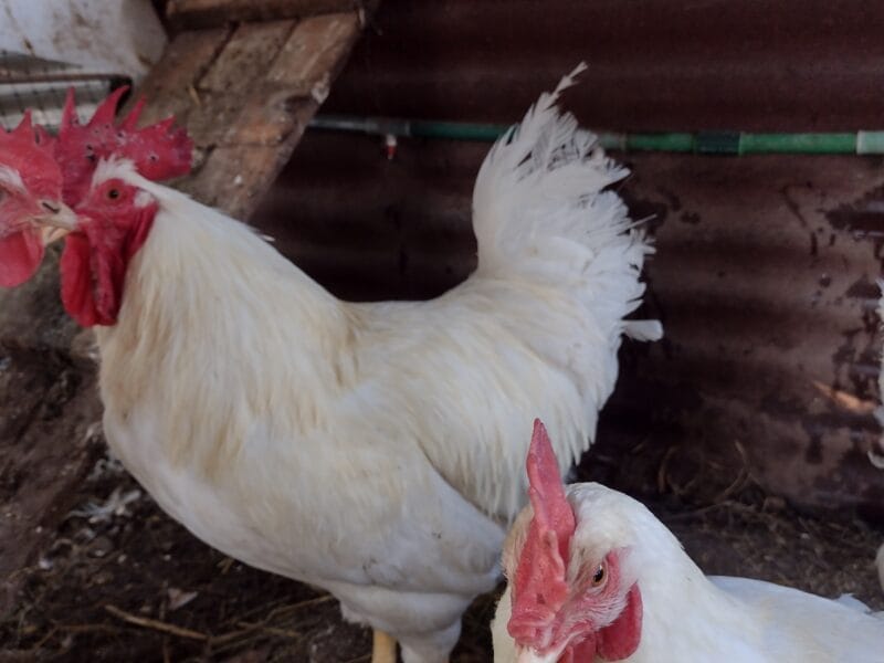 Gallos y gallinas de raza