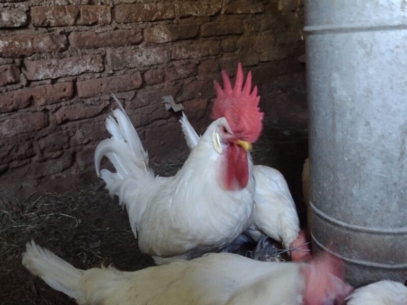 Gallos y gallinas de raza