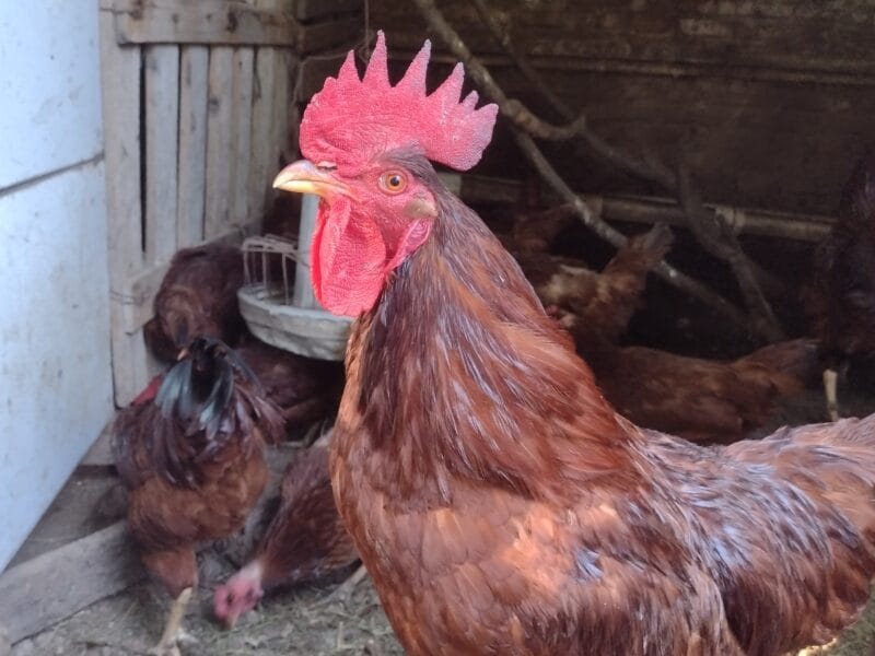 Gallos y gallinas de raza
