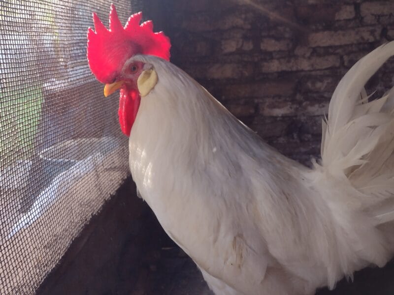 Gallos y gallinas de raza
