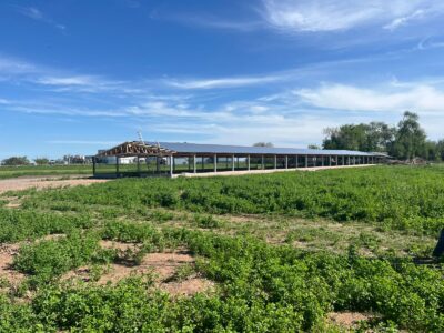 Galpones para pollos
