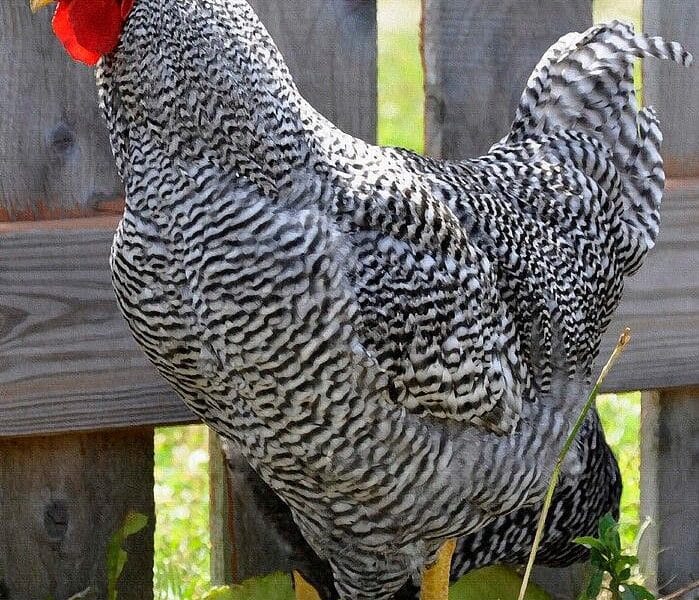 Gallos y gallinas de raza