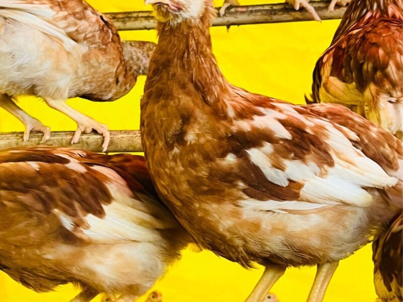 Gallinas ponedoras