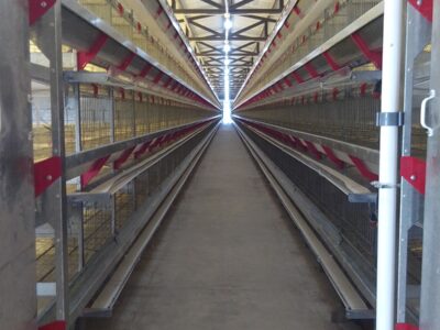 Automáticas de cría-recría y postura