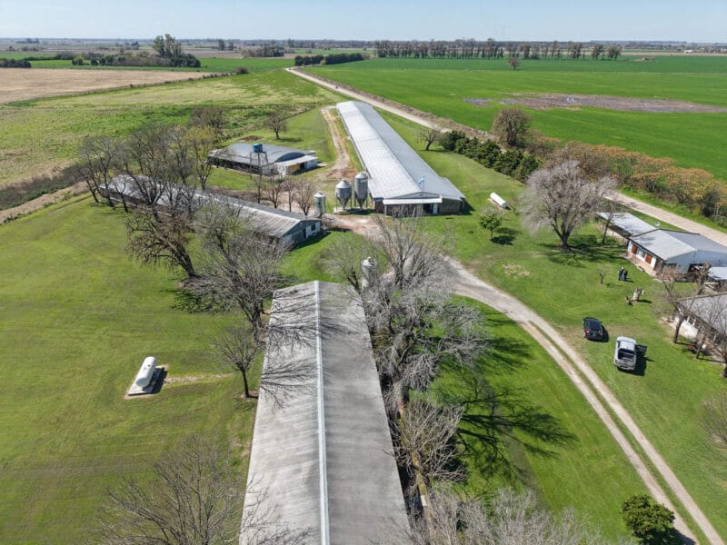 Granja Avicola de engorde de pollos