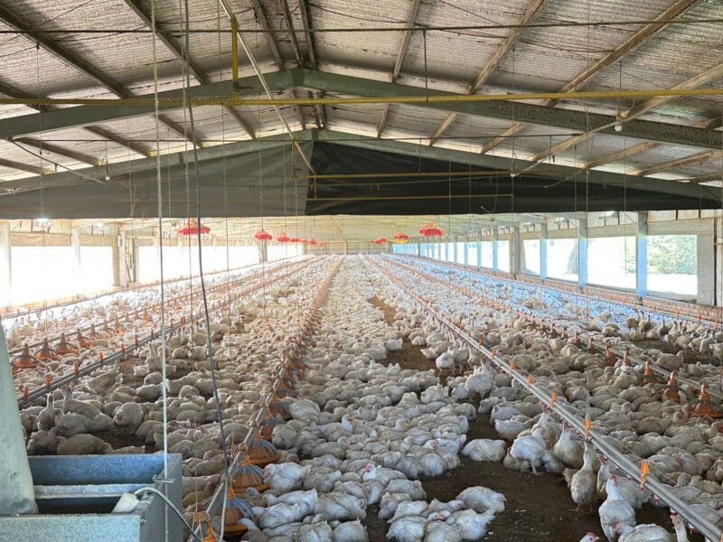 Granja Avicola de engorde de pollos