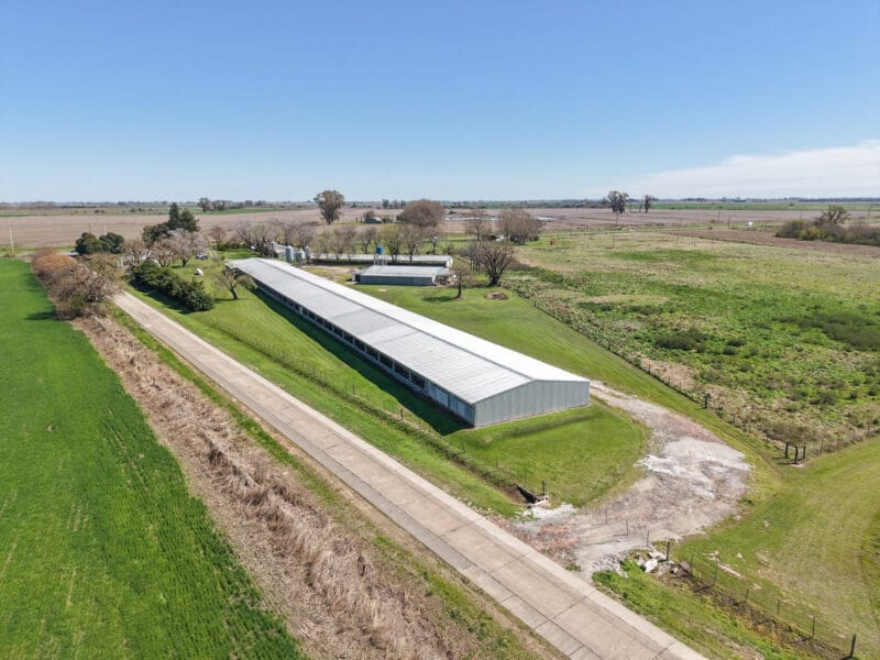 Granja Avicola de engorde de pollos