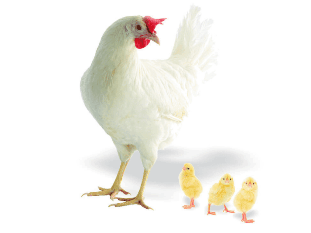 Nick Chick