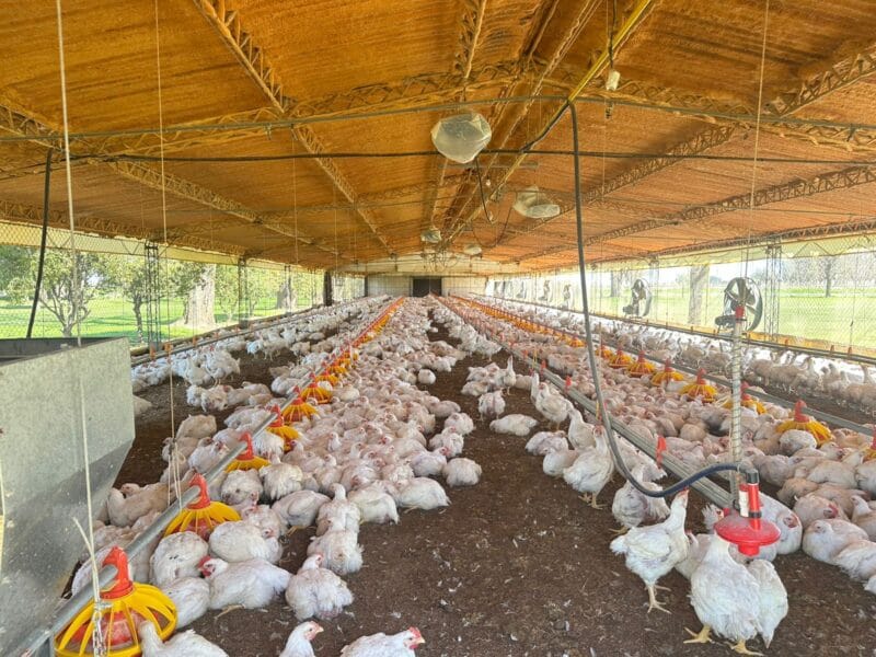 Granja Avicola de engorde de pollos