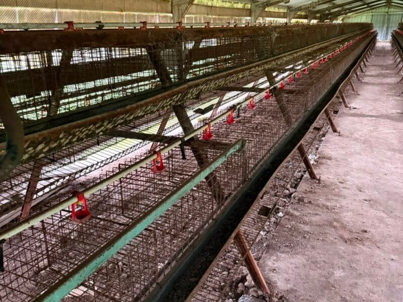 Nave completa para 4000 aves