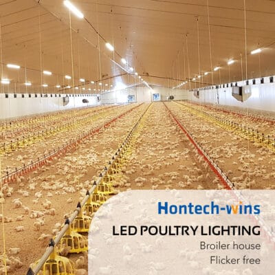 Hontech-wins