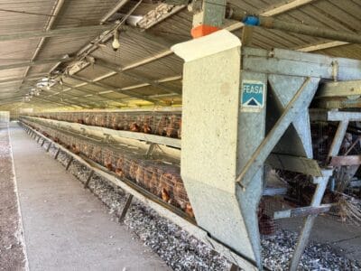 Venta Jaulas de Recría, 7000 aves