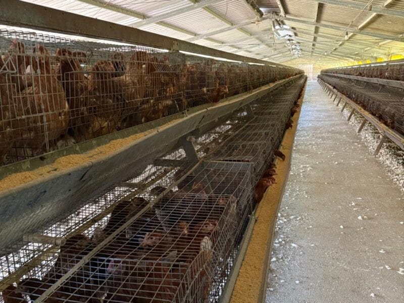 Venta Jaulas de Recría, 7000 aves