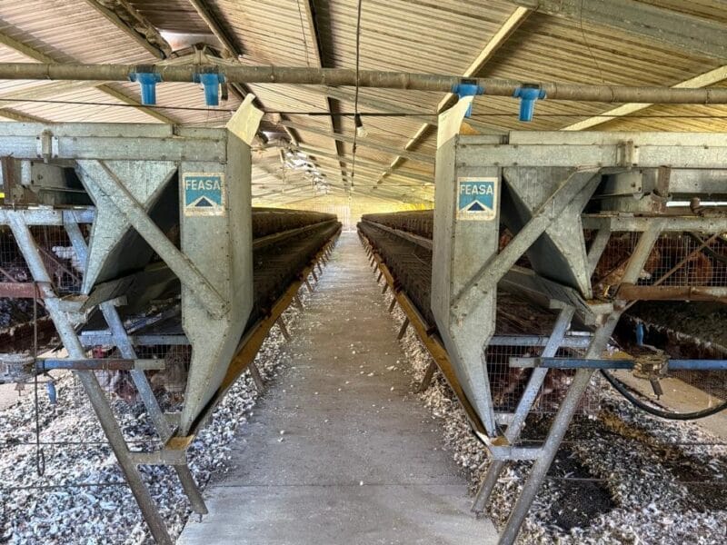 Venta Jaulas de Recría, 7000 aves