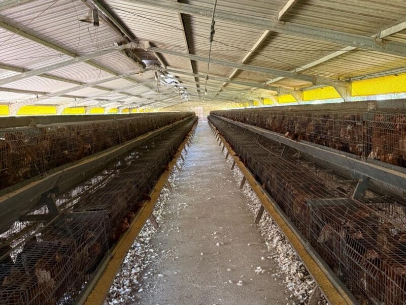 Venta Jaulas de Recría, 7000 aves